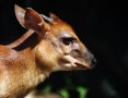 Zebra duiker (Cephalophula zebra)