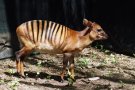Zebra duiker (Cephalophula zebra)