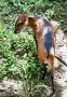 Bay duiker (Cephalophus dorsalis)