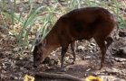 Bay duiker (Cephalophus dorsalis)