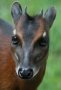 Bay duiker (Cephalophus dorsalis)