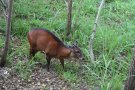 Bay duiker (Cephalophus dorsalis)