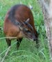 Bay duiker (Cephalophus dorsalis)