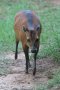 Bay duiker (Cephalophus dorsalis)