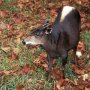 Yellow-backed duiker (Cephalophus silvicultor)