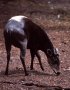 Yellow-backed duiker (Cephalophus silvicultor)