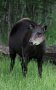 Yellow-backed duiker (Cephalophus silvicultor)