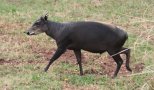 Yellow-backed duiker (Cephalophus silvicultor)