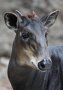 Yellow-backed duiker (Cephalophus silvicultor)