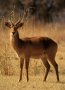 Puku (Kobus vardonii)