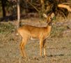 Puku (Kobus vardonii)