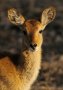 Puku (Kobus vardonii)