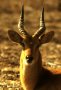 Puku (Kobus vardonii)