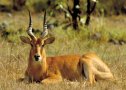 Puku (Kobus vardonii)