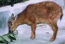 Red goral (Naemorhedus baileyi)