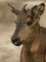 Red goral (Naemorhedus baileyi)