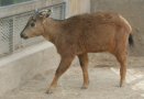 Red goral (Naemorhedus baileyi)