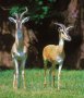 Soemmerring's gazelle (Nanger soemmerringi)