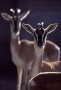 Soemmerring's gazelle (Nanger soemmerringi)