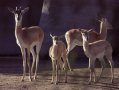Soemmerring's gazelle (Nanger soemmerringi)