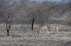 Soemmerring's gazelle (Nanger soemmerringi)