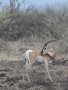 Soemmerring's gazelle (Nanger soemmerringi)