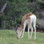 Soemmerring's gazelle (Nanger soemmerringi)