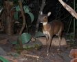 Bates's pygmy antelope (Nesotragus batesi)