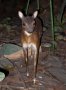 Bates's pygmy antelope (Nesotragus batesi)