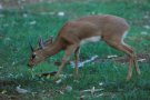 Steenbok (Raphicerus campestris)