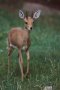 Steenbok (Raphicerus campestris)