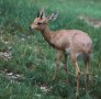 Steenbok (Raphicerus campestris)