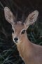 Steenbok (Raphicerus campestris)