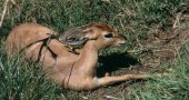 Steenbok (Raphicerus campestris)