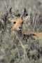 Bohor reedbuck (Redunca redunca)