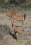 Bohor reedbuck (Redunca redunca)