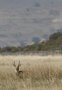 Bohor reedbuck (Redunca redunca)
