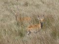 Bohor reedbuck (Redunca redunca)