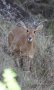 Bohor reedbuck (Redunca redunca)