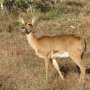 Bohor reedbuck (Redunca redunca)