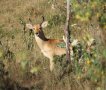 Bohor reedbuck (Redunca redunca)