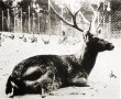 Schomburgk's deer (Rucervus schomburgki)