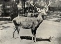 Schomburgk's deer (Rucervus schomburgki)