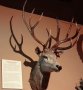 Schomburgk's deer (Rucervus schomburgki)