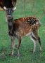 Visayan spotted deer (Rusa alfredi)