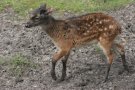Visayan spotted deer (Rusa alfredi)
