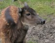 Visayan spotted deer (Rusa alfredi)