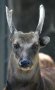 Visayan spotted deer (Rusa alfredi)