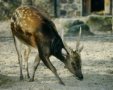 Visayan spotted deer (Rusa alfredi)