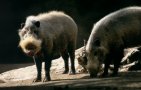 Bearded pig (Sus barbatus barbatus)